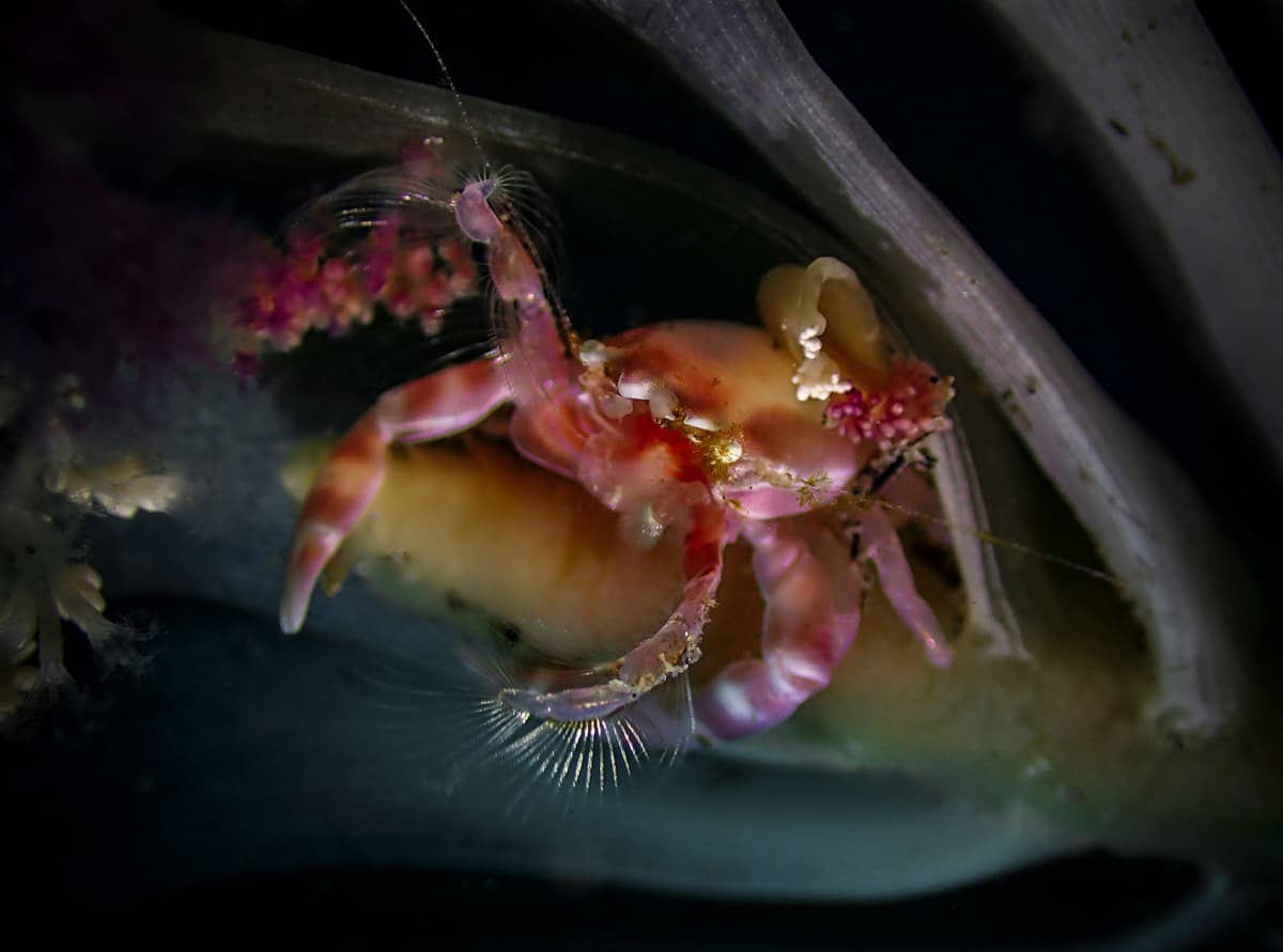 Dive Dauin Festival Competition