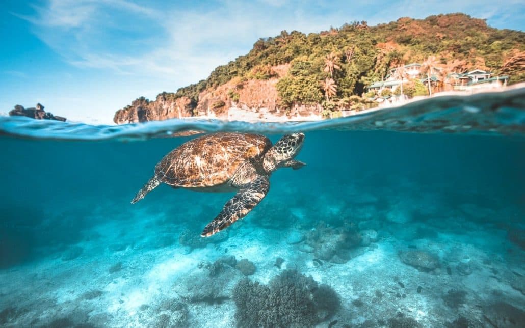 Apo Island diving: sea turtle and clear water near Dumaguete